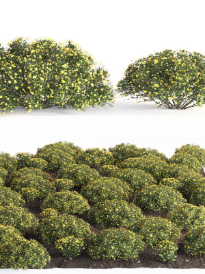 bush-garden-chrysactinia-mexicana-3d-model-ffe22be15c