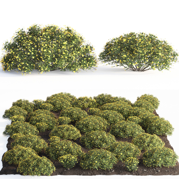 bush garden Chrysactinia mexicana