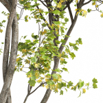 Bush Leaf 4 trees