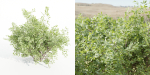 bushes 4 collection vol 110-Blender