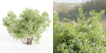 bushes 4 collection vol 110-Blender