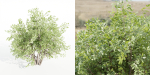 bushes 4 collection vol 110-Blender