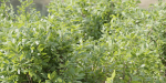 bushes 4 collection vol 110-Blender