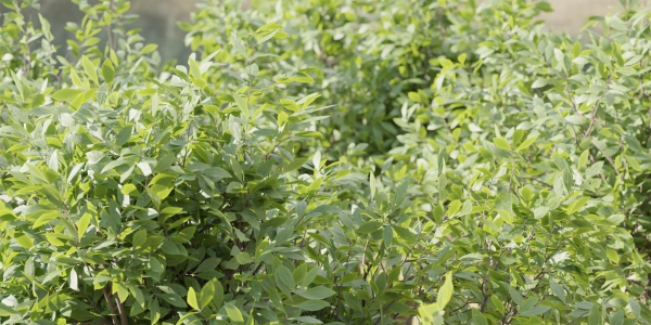 bushes 4 collection vol 110-Blender