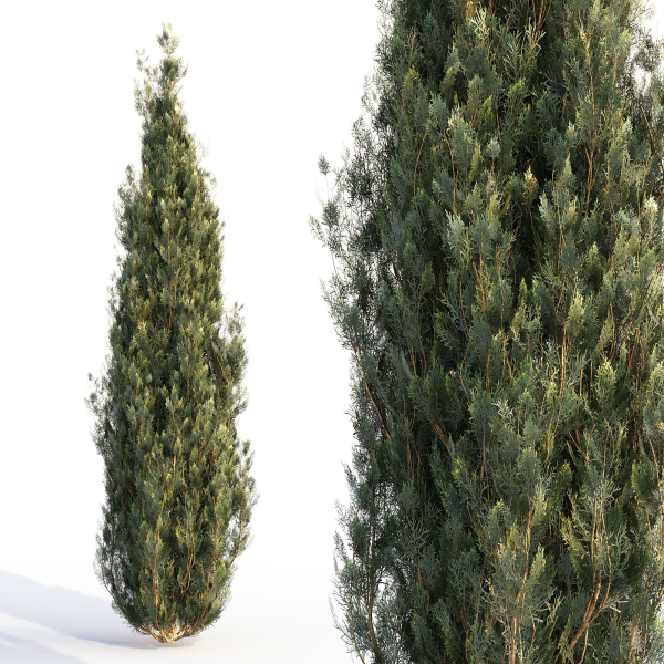 Bushes and Hedges Collection