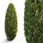 Bushes and Hedges Collection