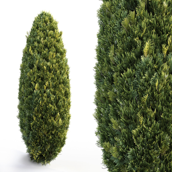 Bushes and Hedges Collection
