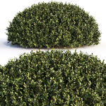 Bushes and Hedges Collection