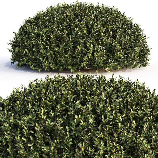 Bushes and Hedges Collection