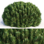 Bushes and Hedges Collection