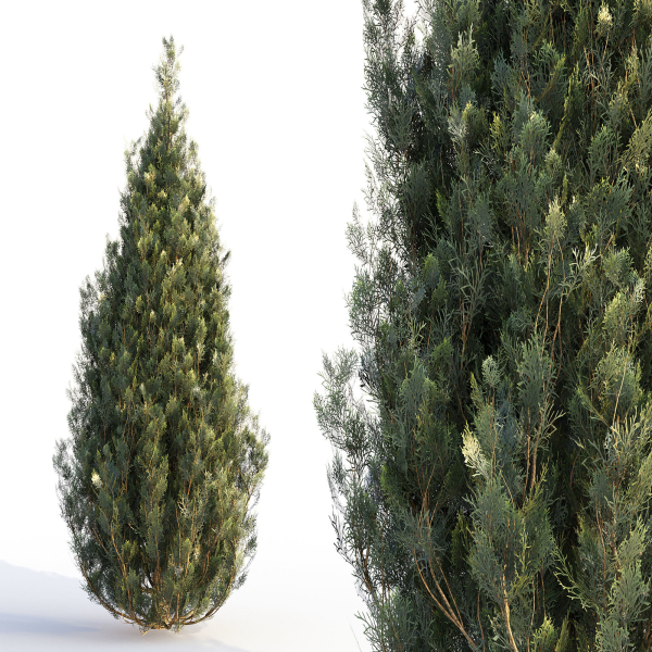 Bushes and Hedges Collection
