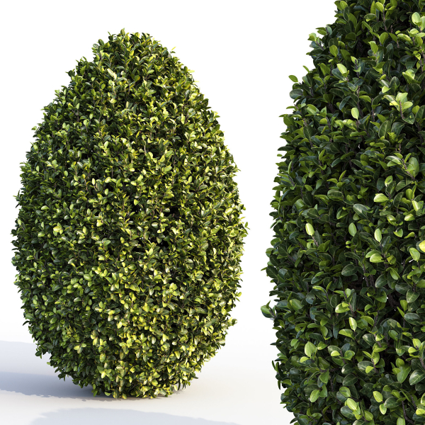Bushes and Hedges Collection