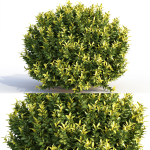 Bushes and Hedges Collection