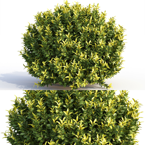 Bushes and Hedges Collection