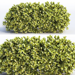 Bushes and Hedges Collection