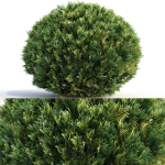 Bushes and Hedges Collection