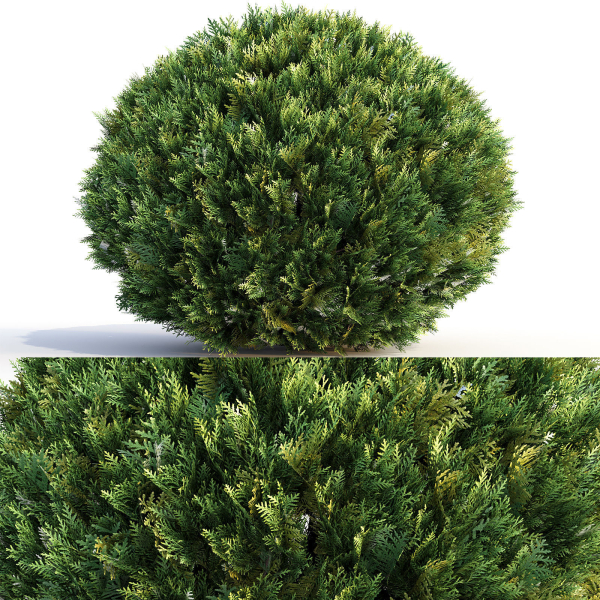 Bushes and Hedges Collection