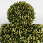 Bushes and Hedges Collection