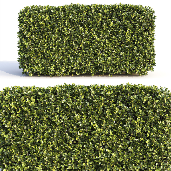 Bushes and Hedges Collection