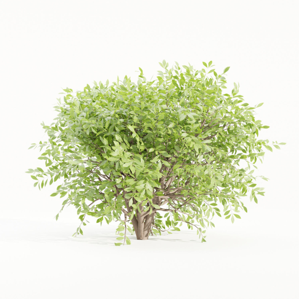 Bushes collection vol 154-Blender