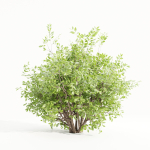 Bushes collection vol 154-Blender