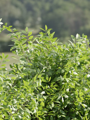 bushes-collection-vol-154-blender-3d-model-45a78ef209