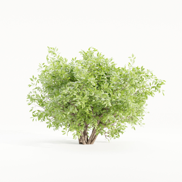 Bushes collection vol 154-Blender