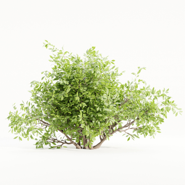 Bushes collection vol 154-Blender