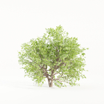 Bushes collection vol 154-Blender