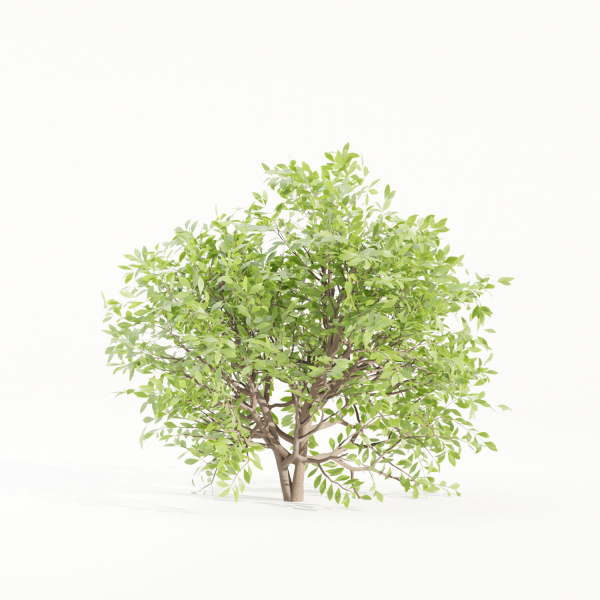 Bushes collection vol 154-Blender