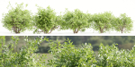 Bushes collection vol 154-Blender