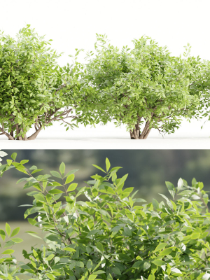Bushes collection vol 154-Blender