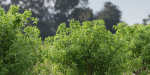 Bushes collection vol 191-Blender