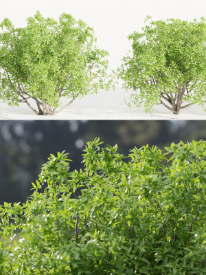 Bushes collection vol 191-Blender