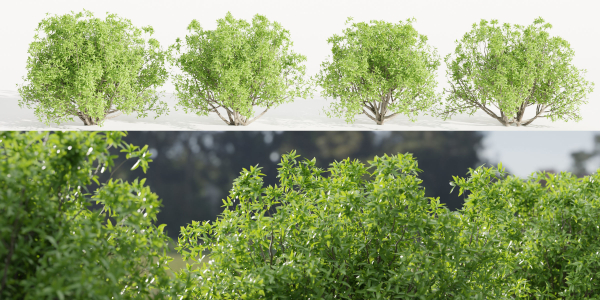 Bushes collection vol 191-Blender