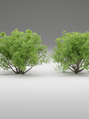 bushes-collection-vol-191-blender-3d-model-c6444482ce