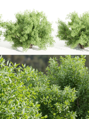 Bushes for garden collection vol 210-Blender