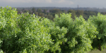 Bushes for garden collection vol 210-Blender