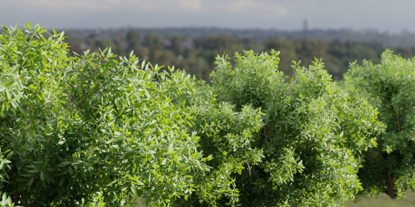 Bushes for garden collection vol 210-Blender