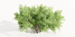 Bushes for garden collection vol 210-Blender