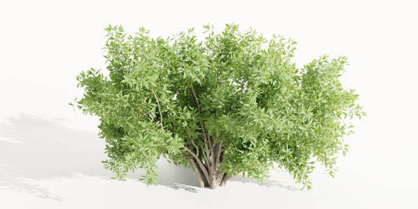 Bushes for garden collection vol 210-Blender