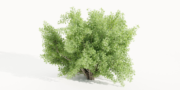 Bushes for garden collection vol 210-Blender