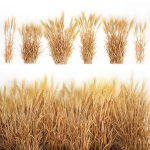 Bushes of dry ears of wheat for landscape design 1207