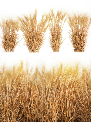 Bushes of dry ears of wheat for landscape design 1207