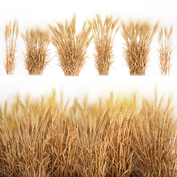Bushes of dry ears of wheat for landscape design 1207