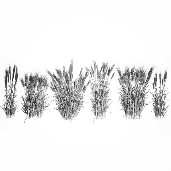 Bushes of dry ears of wheat for landscape design 1207