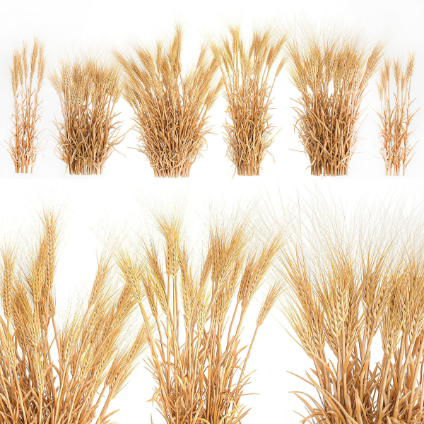 Bushes of dry ears of wheat for landscape design 1207