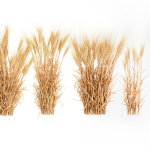Bushes of dry ears of wheat for landscape design 1207