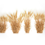 Bushes of dry ears of wheat for landscape design 1207