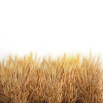 Bushes of dry ears of wheat for landscape design 1207